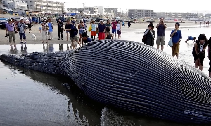 Với trọng lượng 50-170 tấn, xác cá voi trở thành một quả bom nổ chậm.