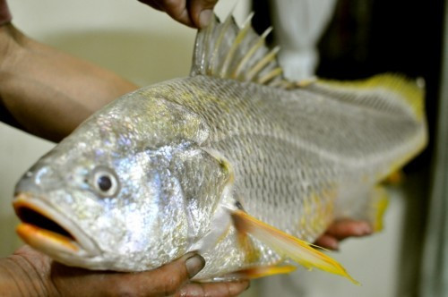 Vì quý hiếm, cá sủ vàng được thương lái săn lùng được có thể bán giá lên đến hàng tỷ đồng