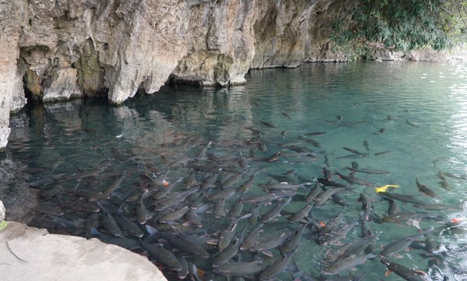 Xôn xao đàn “cá thần” hàng nghìn con ở Thanh Hóa