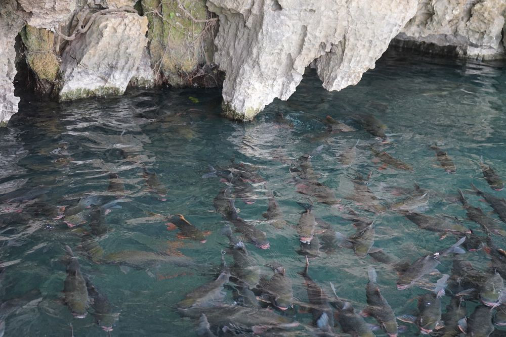 Xôn xao đàn “cá thần” hàng nghìn con ở Thanh Hóa bơi ra từ mạch nước ngầm không bao giờ cạn - ảnh 6