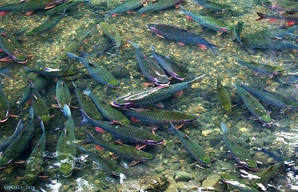 Xôn xao đàn “cá thần” hàng nghìn con ở Thanh Hóa bơi ra từ mạch nước ngầm không bao giờ cạn - ảnh 4
