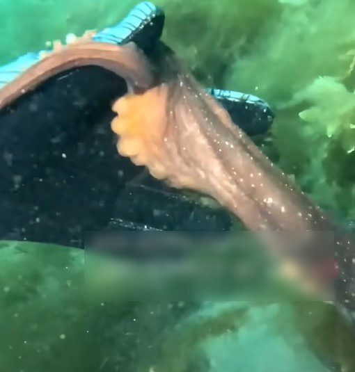Con bạch tuộc khổng lồ đã 'giao tiếp' với nữ thợ lặn