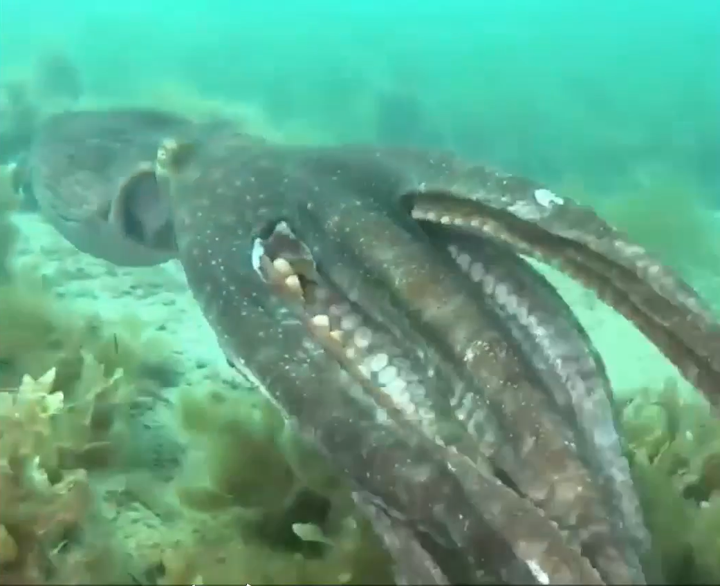 Nữ thợ lặn cho biết con bạch tuộc cứ bơi một đoạn sẽ quay lại nhìn cô xem có còn theo sau nó không