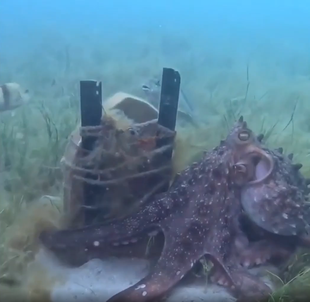 Con bạch tuộc con bạch tuộc bơi lượn xung quanh, bám chặt lấy bia mộ