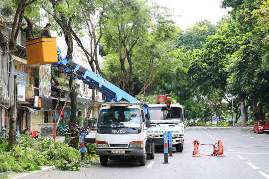 Muốn thay đổi vị trí cây xanh nhà nước đã trồng trước nhà, người dân làm đơn gửi ai? - ảnh 3