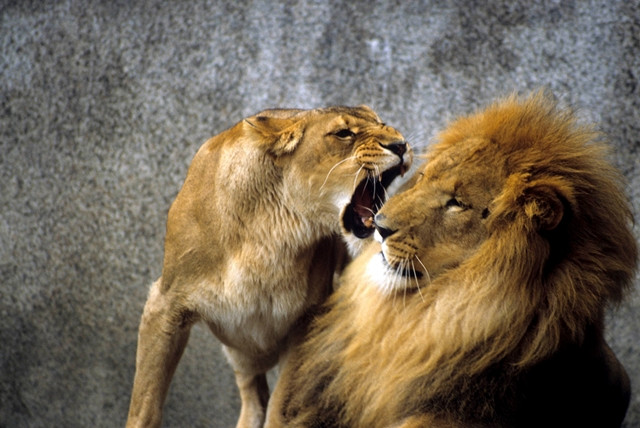 Tại sao người ta ví phụ nữ đanh đá như “Sư tử Hà Đông”, nguồn gốc câu nói này từ đâu? - ảnh 2