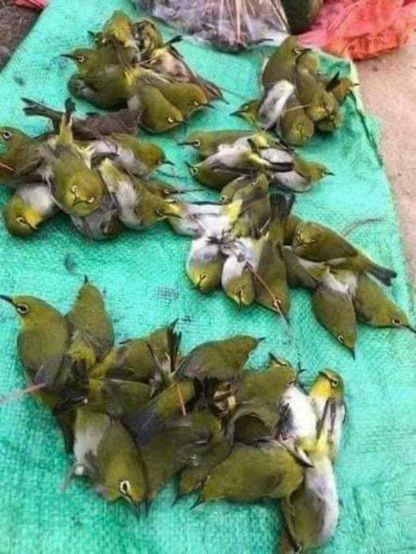 Chim bị bắt cả bầy, trói buộc và nhốt vào lòng để bán với giá từ 5000 đến 10.000 đồng/con. Ảnh: Huyền Chi