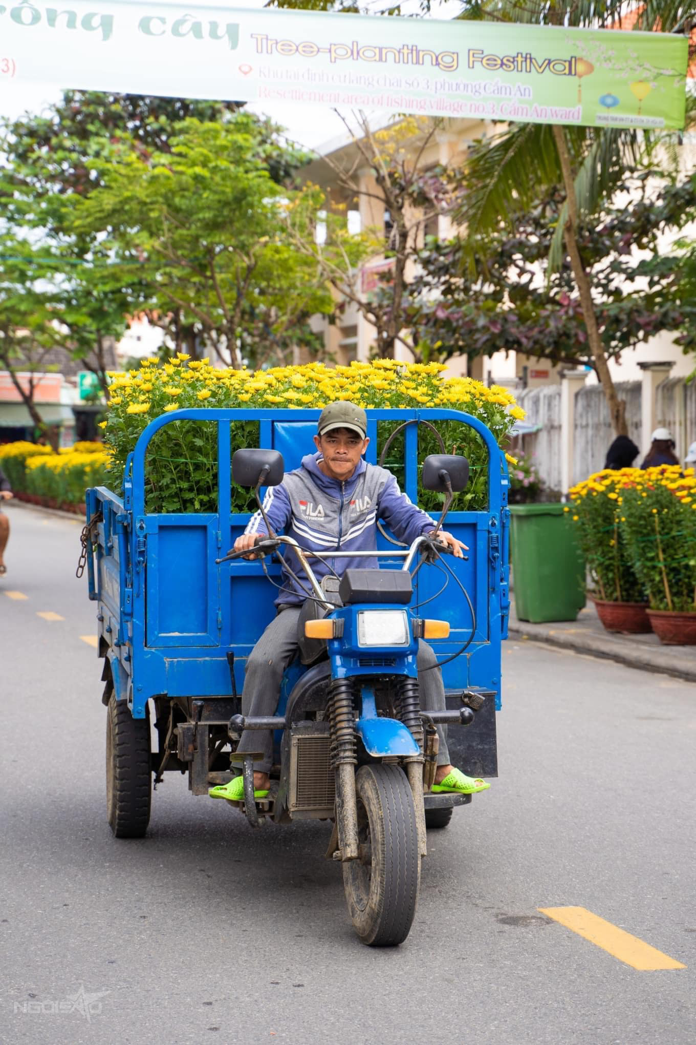 Người vận chuyển cây cảnh kiếm được vài triệu đồng mỗi ngày nếu chăm chỉ. Ảnh: Thành phố Hội An