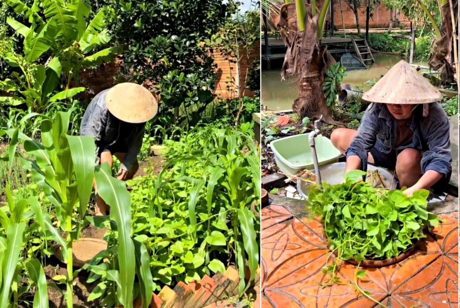 Anh Hải Âu tự tay trồng các loại rau tặng bà con
