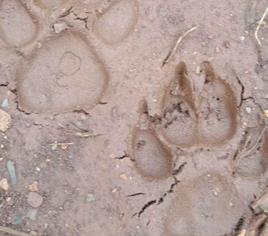Sau 1 đêm mưa lớn, phát hiện 2 dấu chân hổ ở Sơn La to như bát ăn cơm, chính quyền cảnh báo - ảnh 2