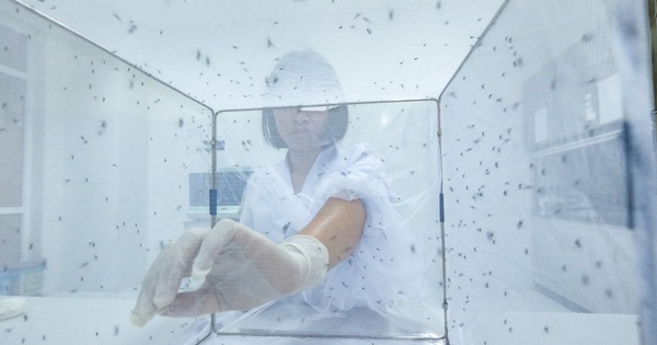 Ở Việt Nam có 5 nghề lạ mà không cần bằng: Ngồi im cho muỗi đốt nghe đã sợ, ngửi mít thuê thu nhập khủng - ảnh 1