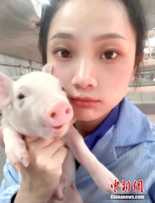 Tốt nghiệp đại học, cô gái 26 tuổi về làm 'bảo mẫu' cho lợn, cuộc sống tự do với mức lương khó ngờ - ảnh 1