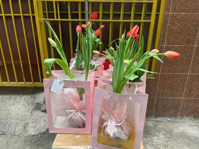 Hoa tulip trồng chậu được Minh gói bắt mắt. (KIM NGỌC NGHIÊN)