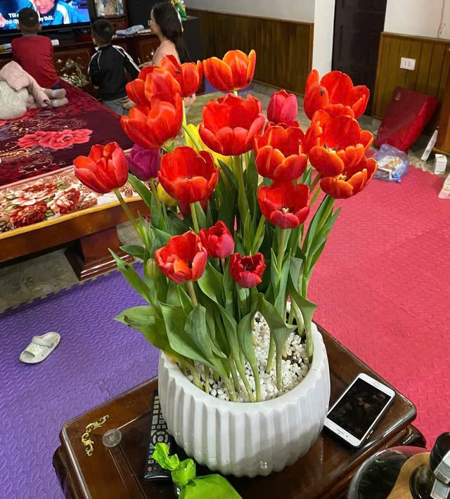 Chậu hoa tulip của chị Hà nở đẹp. (ẢNH: NVCC)