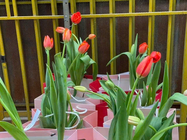 Minh khuyên nên giữ hoa tulip trong phòng lạnh. (KIM NGỌC NGHIÊN)