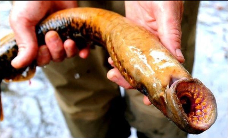 Loài cá có hình thù đáng sợ đang trở thành cơn ác mộng ở nhiều nơi, tại Việt Nam lại là món ăn ngon - ảnh 3