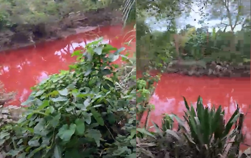 Nước kênh ở Tiền Giang chuyển màu đỏ tươi, người dân vừa thấy đã chạy, nguyên nhân do dâu? - ảnh 1
