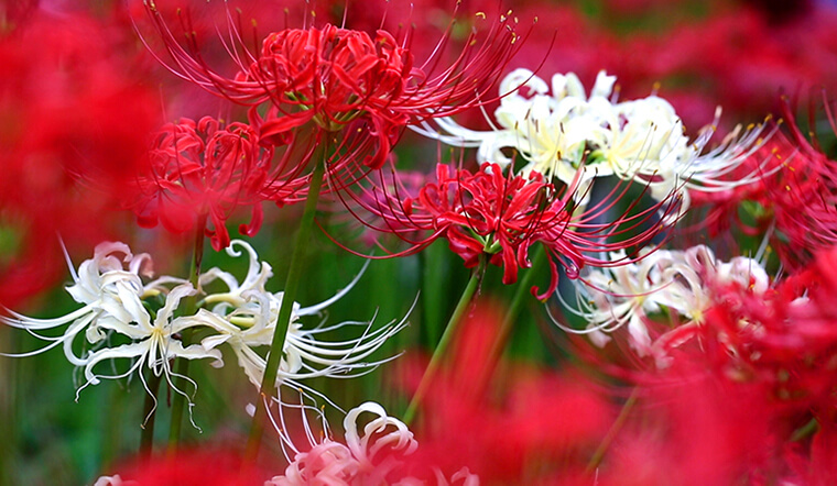 Sao Việt dùng hoa bỉ ngạn làm hoa cưới, Diễm My 9x chọn màu trắng mang ý nghĩa đặc biệt - ảnh 1