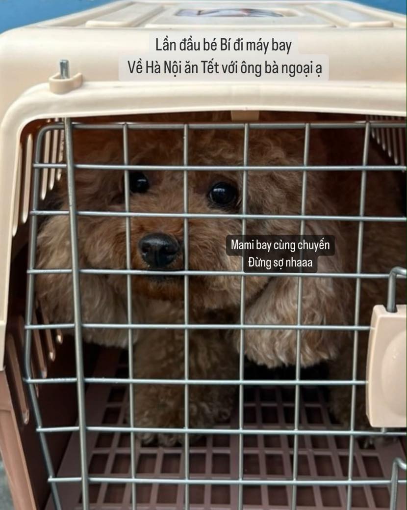 Châu Bùi dằn vặt khi mất chó cưng vì gửi hàng ký gửi trên máy bay về quê ăn Tết - ảnh 1