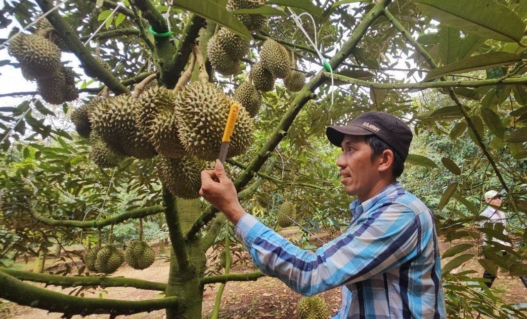 Nghề lạ chỉ cần cầm dao leo lên cây gõ gõ kiếm gần 100 triệu/tháng, nhưng bất cẩn thì phải 'trả giá' - ảnh 4