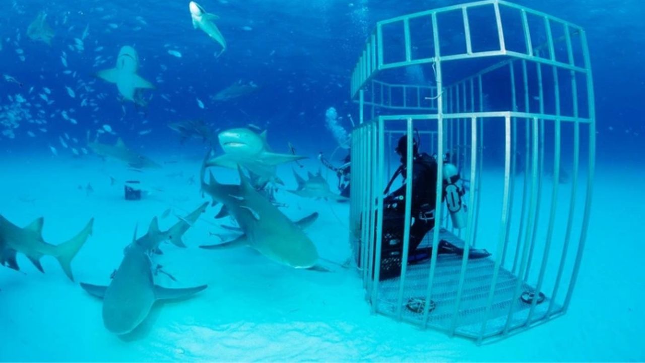 Price thích cảm giác lặn biển để xem cá mập.