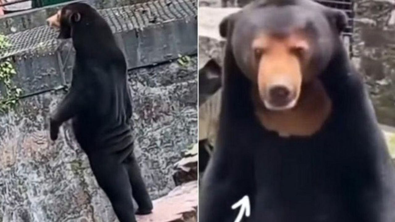 Hình ảnh chú gấu đen khiến cư dân mạng tranh cãi và đặt ra nghi vấn