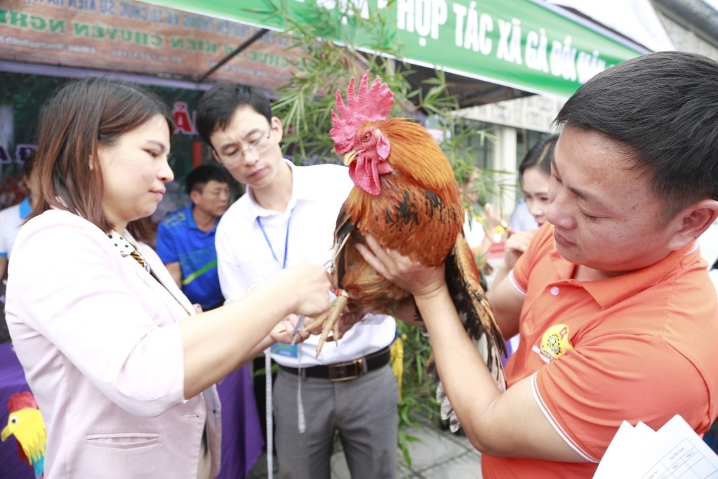 BTC đang tiến hành đo độ dài cựa gà tại lễ hội Vua gà được tổ chức vào năm 2020