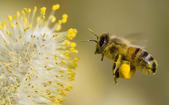 Độc lạ loại mật ong màu trắng, có giá lên đến 500.000 đồng/lít, nhiều người 'săn lùng' vì tò mò - ảnh 1