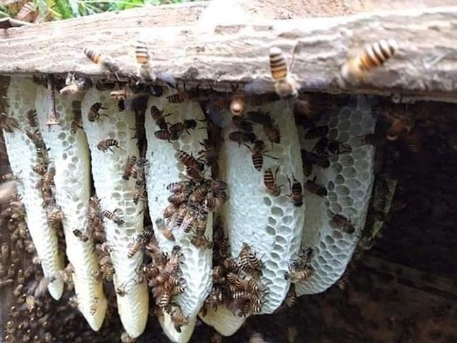 Độc lạ loại mật ong màu trắng, có giá lên đến 500.000 đồng/lít, nhiều người 'săn lùng' vì tò mò - ảnh 4