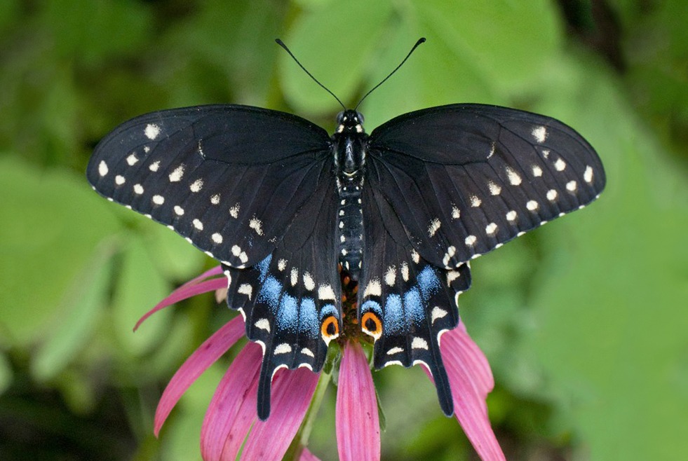 Mỗi một loài bướm đen khác nhau bay vào nhà bạn đều sẽ mang ý nghĩa phong thủy khác nhau