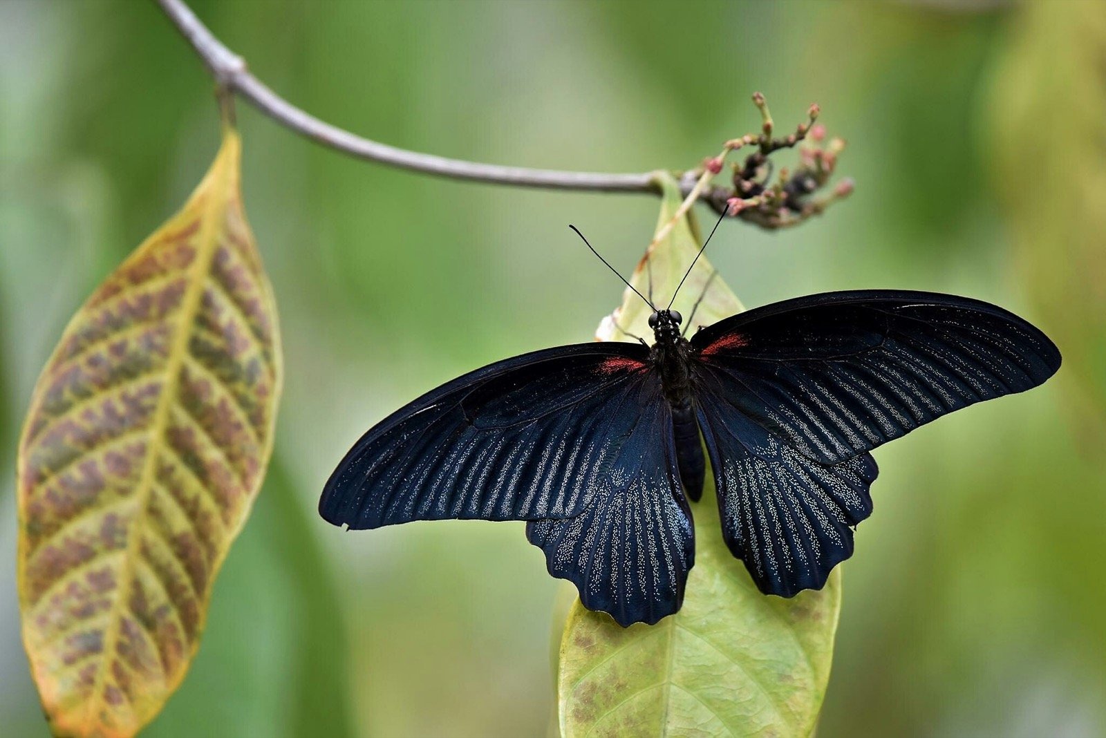 Đa số hiện tượng bướm đen bay vào nhà đều là điềm báo tốt