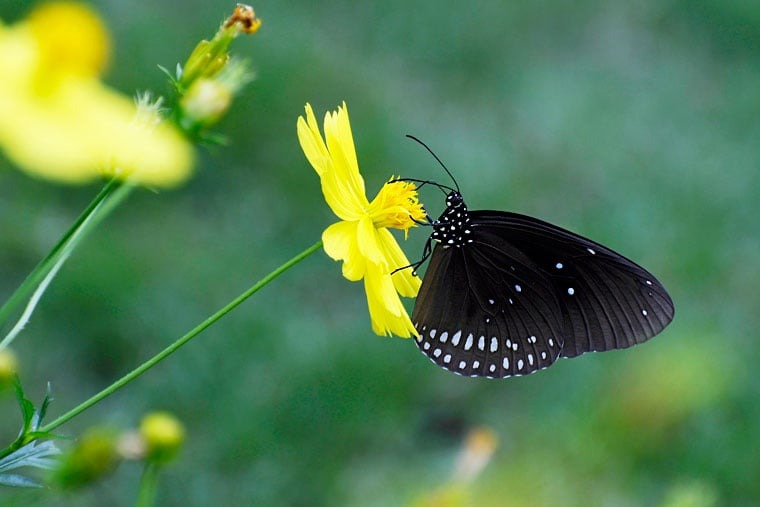 Nếu gặp bướm đen chạm trắng bay vào nhà, bạn sẽ sớm tìm được nửa kia của đời mình