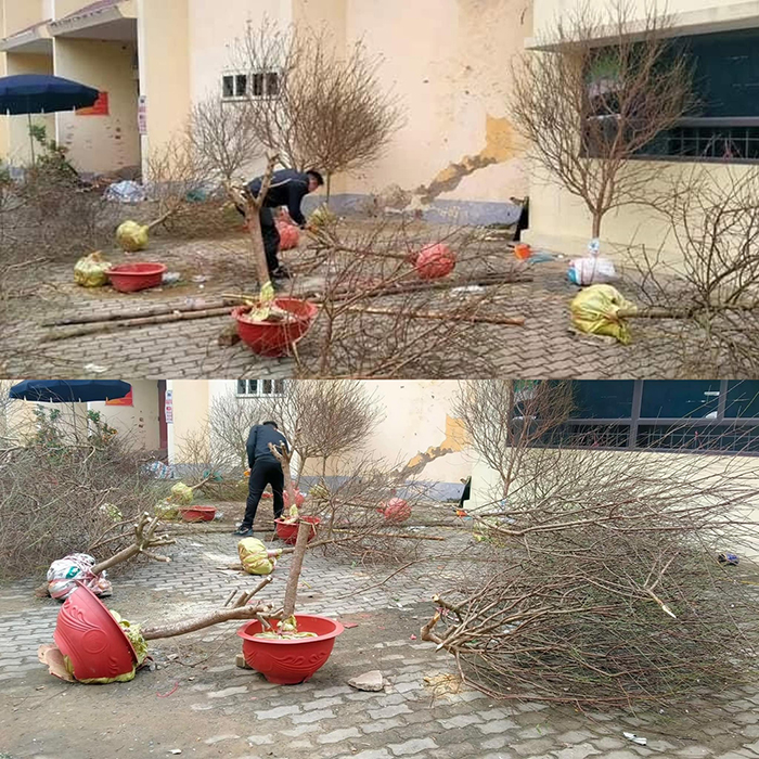 Hình ảnh nghi vấn một người bán đào trưng Tết ở Nghệ An đã chặt bỏ cây chứ không bán rẻ