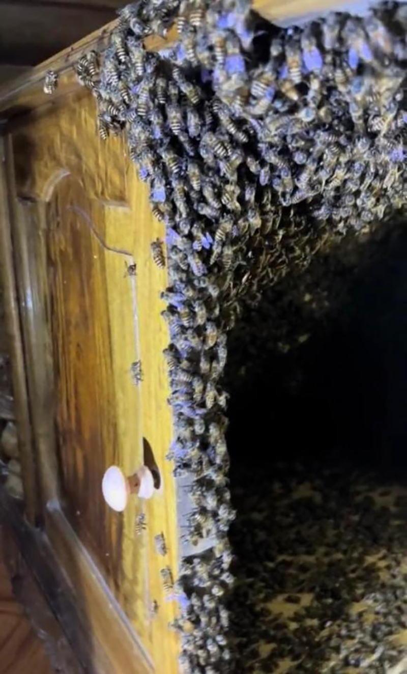Rất nhiều ong làm tổ bên trong tủ gỗ gây hoang mang