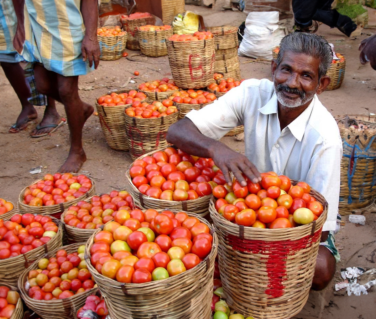 Giá cà chua ở Ấn Độ tăng cao trong những ngày qua