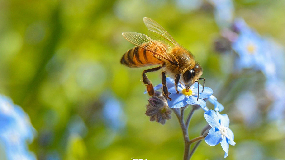 Hầu như mọi loại cây trồng mà con người sử dụng đều phải cần có loài ong để thụ phấn