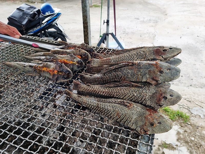 Bé gái 13 tuổi ở Kiên Giang gặp chuyện không may sau khi ăn cá lau kiếng - ảnh 3