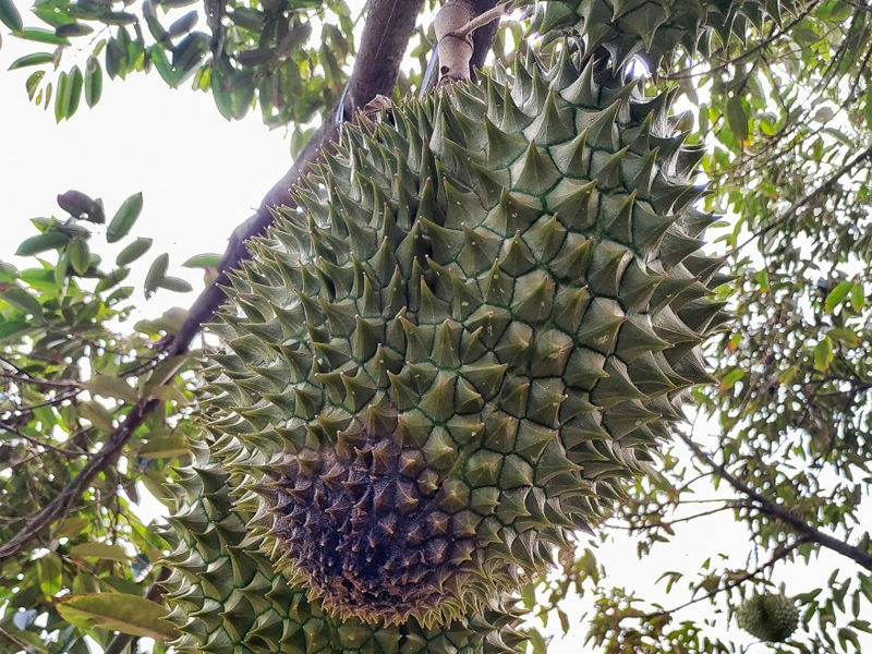 Sầu riêng là loại quả có từ lâu đời tại Đông Nam Á