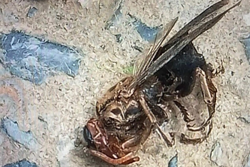 Hình ảnh con ong tấn công bé trai được gia đình chụp lại