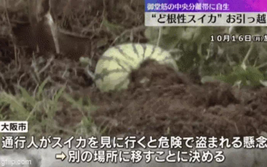Một nhóm 8 người công nhân ở thành phố Osaka, Nhật Bản đã được huy động để di dời quả dưa hấu