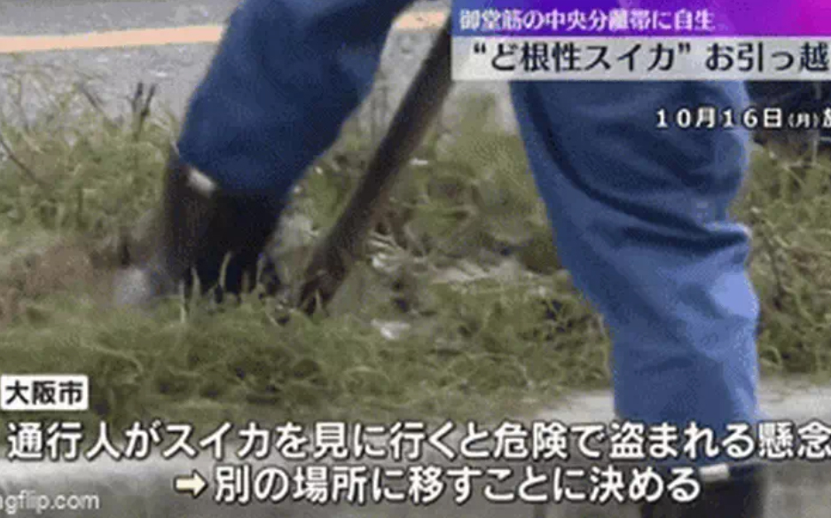 Vì sao Nhật Bản huy động đến 8 công nhân để 'giải cứu' 1 quả dưa hấu mọc ven đường? - ảnh 1