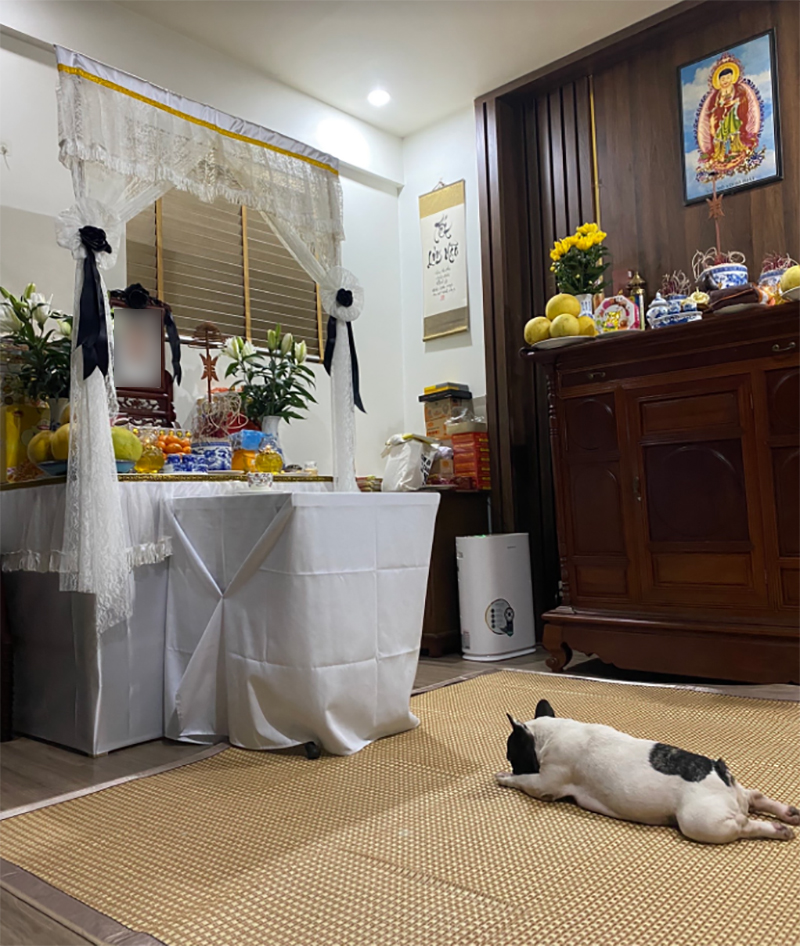 Hình ảnh chú chó nhỏ nằm dài trước bàn thờ của người chủ quá cố gây xúc động mạnh