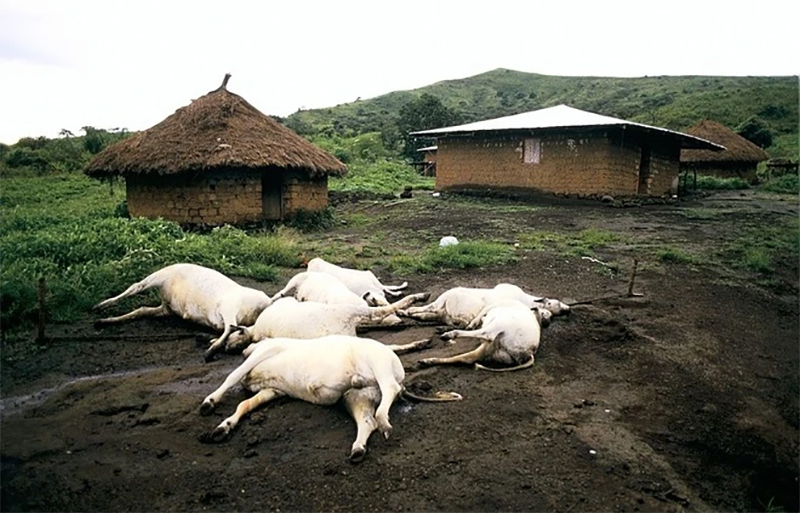 Gia súc và gần 2.000 người sống xung quanh đều qua đời