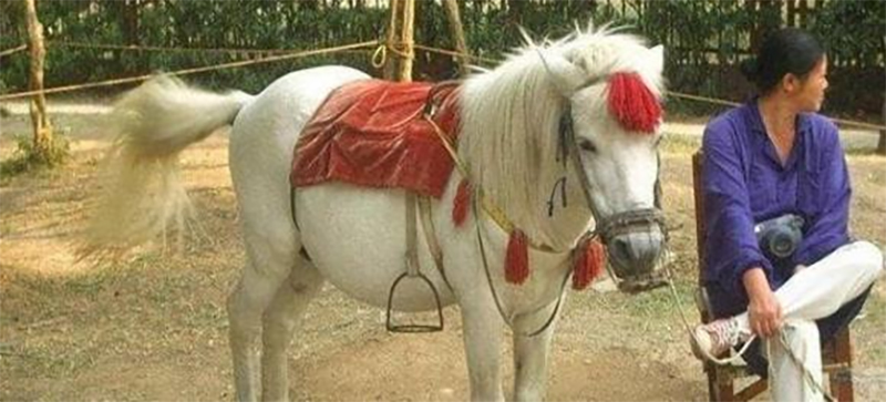 Bạch Long Mã bị nhân viên đem ra phục vụ du khách chụp ảnh lưu niệm khiến chú ngựa trắng ngày càng suy yếu