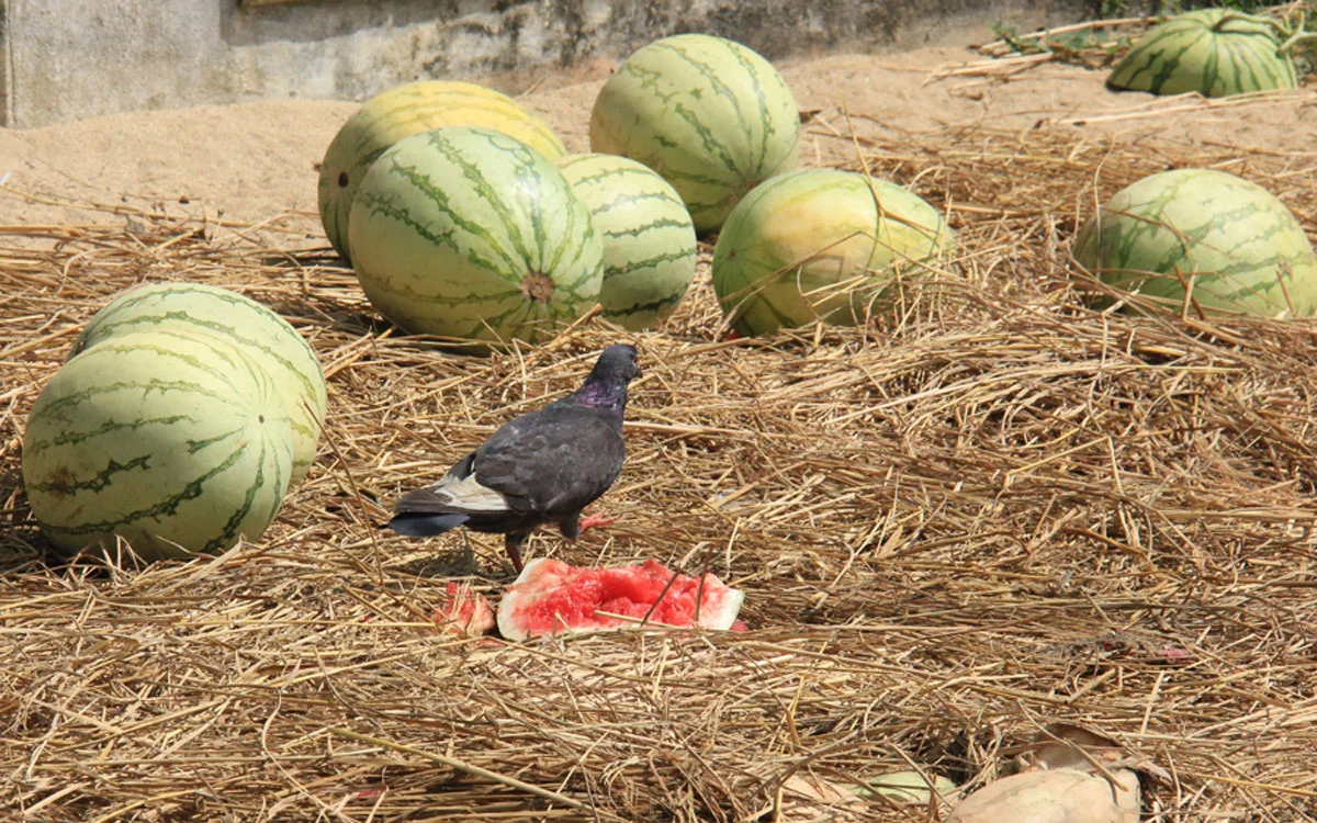 Nếu không dùng đá đè phía trên, những con chim gây hại sẽ đến ăn hết ruộng dưa