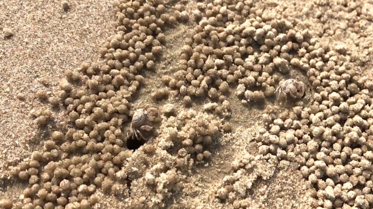 Hình ảnh con dã tràng xe cát nổi tiếng trong dành ngữ dân gian