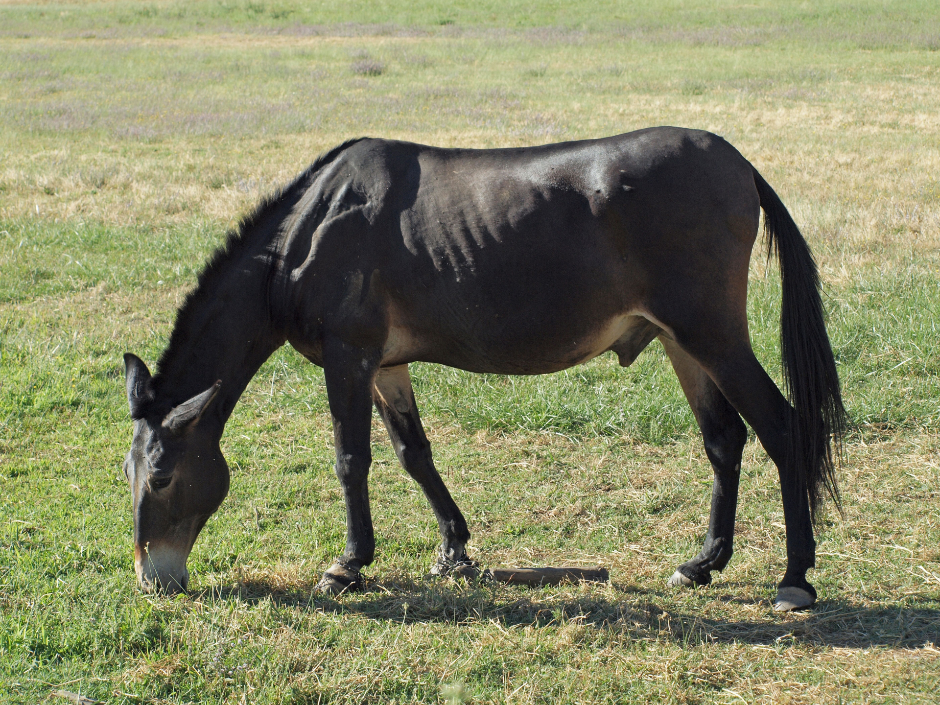 Hình ảnh về con la - động vật lai giữa ngựa cái và lừa đực