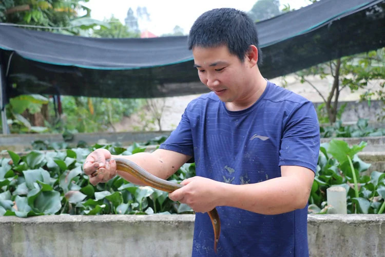 Ngay từ nhỏ, anh đã có kinh nghiệm trong việc bắt lươn, do đó anh rất hiểu về đặc tính của loài động vật này