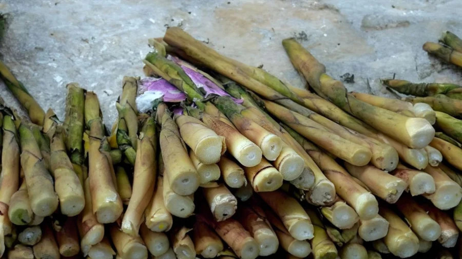 Muốn ăn măng tránh ăn sống, phải ngâm và luộc rồi mới mang đi chế biến