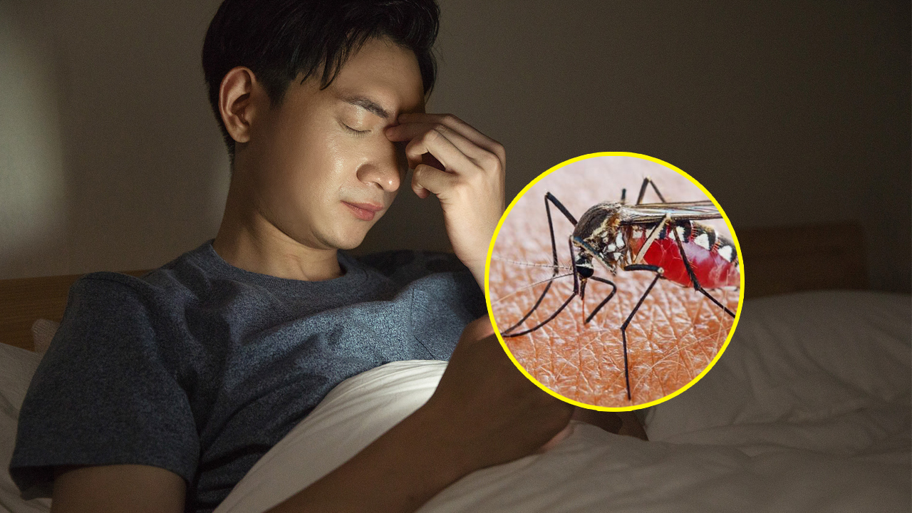 Nhiều người thức trắng đêm vì mỗi khi tắt đèn đều nghe tiếng muỗi vo ve không ngừng